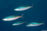 Pterocaesio tile (Bluestreak Fusilier)