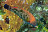 Pseudodax moluccanus (Chiseltooth Wrasse)