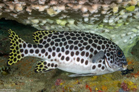 Plectorhinchus macrospilus (Andaman Sweetlips)