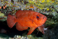 Heteropriacanthus cruentatus (Glasseye)