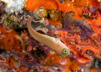 Ecsenius bicolor (Bicolor Coralblenny)