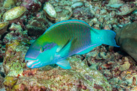 Chlorurus sordidus (Daisy Parrotfish)