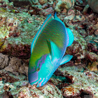 Chlorurus sordidus (Daisy Parrotfish)