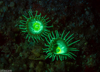 Palythoa mutuki (Green Button Polyp)