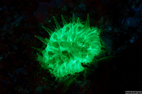 Balanophyllia sp.1 (Balanophyllia sp.1)