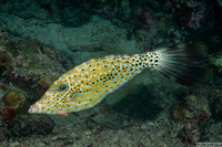 Aluterus scriptus (Scrawled Filefish)
