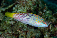 Halichoeres hortulanus (Checkerboard Wrasse)