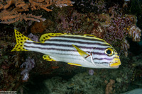 Plectorhinchus vittatus (Oriental Sweetlips)