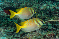 Siganus virgatus (Virgate Rabbitfish)