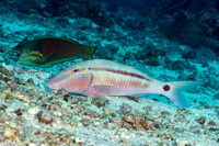 Parupeneus barberinus (Dash-Dot Goatfish)