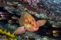 Cephalopholis miniata (Coral Grouper)