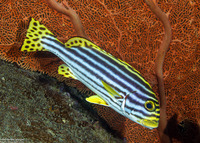 Plectorhinchus vittatus (Oriental Sweetlips)