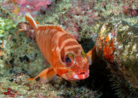 Epinephelus fasciatus (Blacktip Grouper)