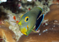 Acanthurus tristis (Indian Mimic Surgeonfish)