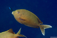 Siganus stellatus (Honeycomb Rabbitfish)