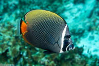 Chaetodon collare (White Collar Butterflyfish)