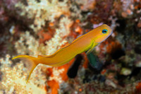Ecsenius midas (Midas Coralblenny)