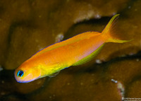 Ecsenius midas (Midas Coralblenny)
