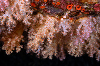Scleronephthya sp.1 (Scleronephthya sp.1)