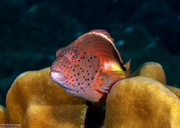 Paracirrhites forsteri (Freckled Hawkfish)
