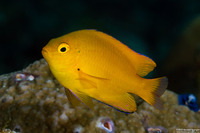 Pomacentrus moluccensis (Lemon Damsel)