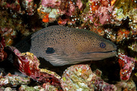 Gymnothorax javanicus (Giant Moray)