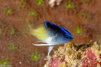 Chrysiptera rollandi (Rolland's Damsel)