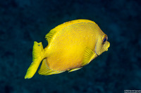 Siganus puelloides (Blackeye Rabbitfish)