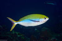 Caesio xanthonota (Yellowback Fusilier)