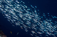 Atherinomorus lacunosus (Robust Silverside)