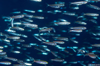 Atherinomorus lacunosus (Robust Silverside)