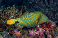 Balistapus undulatus (Orange-Lined Triggerfish)
