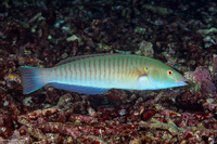 Hologymnosus doliatus (Pastel Ring Wrasse)