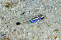 Cheilodipterus quinquelineatus (Fivelined Cardinalfish)