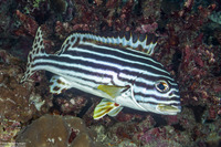 Plectorhinchus lineatus (Diagonal-Banded Sweetlips)