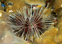 Echinothrix calamaris (Double-Spined Urchin)