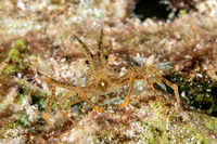 Naxioides taurus (Bull Hydroid Crab)