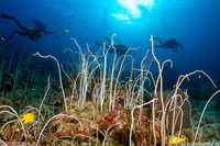 Junceella fragilis (Whip Coral)