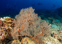 Siphonogorgia sp.1 (Siphonogorgia sp.1)