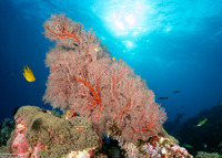 Melithaea sp.1 (Melithaea sp.1)