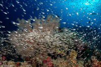 Verulux cypselurus (Black-Nosed Cardinalfish)