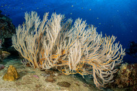 Subergorgia suberosa (Subergorgia Suberosa)