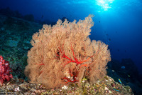 Melithaea sp.1 (Melithaea sp.1)