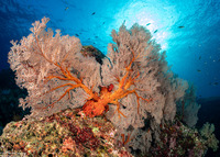 Melithaea sp.1 (Melithaea sp.1)