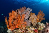 Melithaea sp.1 (Melithaea sp.1)