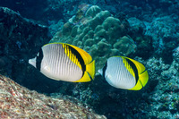 Chaetodon lineolatus (Lined Butterflyfish)