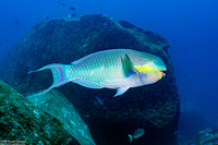Chlorurus strongylocephalus (Roundhead Parrotfish)