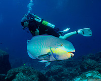 Chlorurus strongylocephalus (Roundhead Parrotfish)