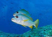 Lutjanus monostigma (Onespot Snapper)