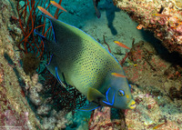 Pomacanthus semicirculatus (Semicircle Angelfish)